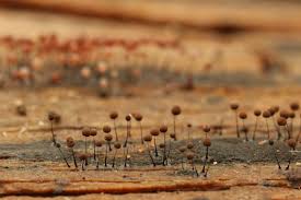 Attēlu rezultāti vaicājumam “Stemonitopsis aequalis var. microspora macro”