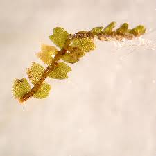 Attēlu rezultāti vaicājumam “Leiocolea heterocolpos”