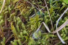 Attēlu rezultāti vaicājumam “Paludella squarrosa”