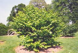 Attēlu rezultāti vaicājumam “Hamamelis virginiana”