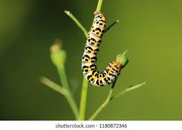 Attēlu rezultāti vaicājumam “Shargacucullia scrophulariae larva”