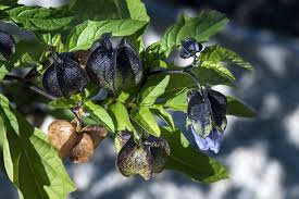 Attēlu rezultāti vaicājumam “Nicandra physalodes”