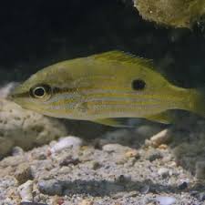 Image result for Lutjanus alexandrei