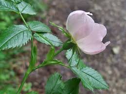 Attēlu rezultāti vaicājumam “Rosa subcanina leaf”