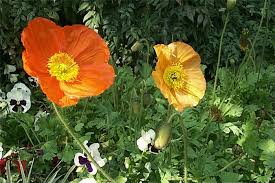 Image result for Papaver nudicaule