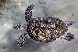 Image result for Eretmochelys imbricata