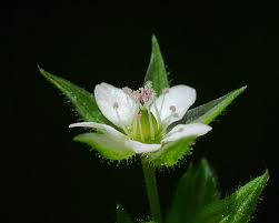 Attēlu rezultāti vaicājumam “Arenaria serpyllifolia flower”