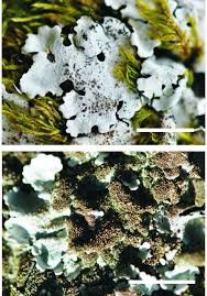 Attēlu rezultāti vaicājumam “Parmelina tiliacea”