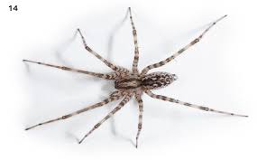 Attēlu rezultāti vaicājumam “Tegenaria sp.”