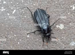 Attēlu rezultāti vaicājumam “Necrodes littoralis”