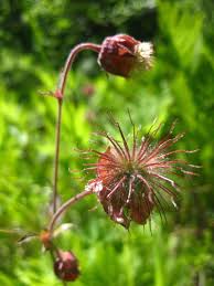 Image result for Geum rivale