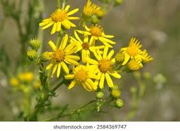 Attēlu rezultāti vaicājumam “Jacobaea paludosa flower”