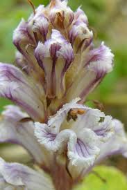 Attēlu rezultāti vaicājumam “Orobanche elatior flower”