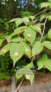 Attēlu rezultāti vaicājumam “Euonymus verrucosus”