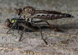 Attēlu rezultāti vaicājumam “Asilidae”