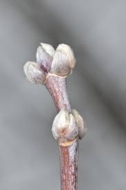 Attēlu rezultāti vaicājumam “Acer negundo bud”