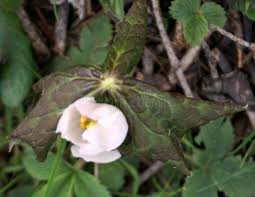 Attēlu rezultāti vaicājumam “Podophyllum hexandrum flower”
