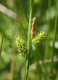 Attēlu rezultāti vaicājumam “Carex pallescens”