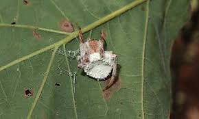 Attēlu rezultāti vaicājumam “Torrubiella arachnophila”
