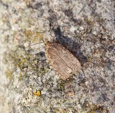 Attēlu rezultāti vaicājumam “Agonopterix heracliana”
