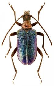 Attēlu rezultāti vaicājumam “Gaurotes virginea”