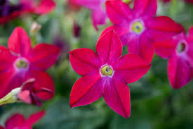 Attēlu rezultāti vaicājumam “Solanaceae”