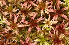 Attēlu rezultāti vaicājumam “Sphagnum warnstorfii”