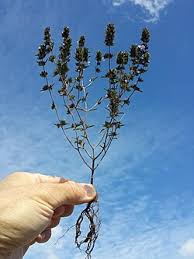 Image result for Bohnenkraut