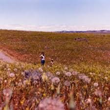 Image result for Lilac Chaser