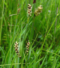 Attēlu rezultāti vaicājumam “Carex panicea”