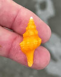 Image result for Triplofusus giganteus