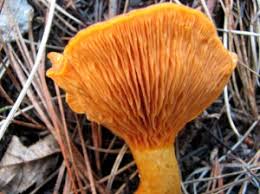 Attēlu rezultāti vaicājumam “Hygrophoropsis aurantiaca”