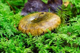 Attēlu rezultāti vaicājumam “Lactarius necator”