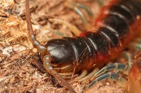 Attēlu rezultāti vaicājumam “Myriapoda”