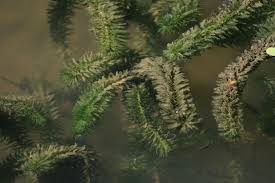 「水蘊草」的圖片搜尋結果