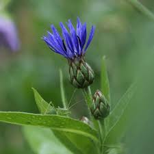 Image result for Flockenblume