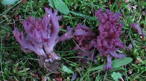 Attēlu rezultāti vaicājumam “Ramariopsis pulchella”