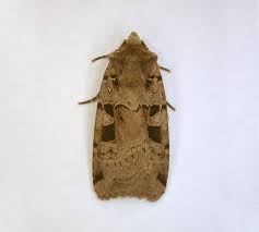 Attēlu rezultāti vaicājumam “Xestia triangulum”