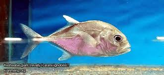 Image result for Caranx ignobilis