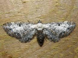 Attēlu rezultāti vaicājumam “Eupithecia succenturiata”