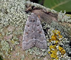 Attēlu rezultāti vaicājumam “Catocala pacta”