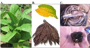 Attēlu rezultāti vaicājumam “Nicotiana tabacum leaf”