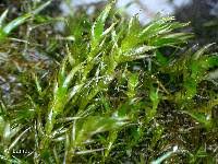 Attēlu rezultāti vaicājumam “Leptodictyum riparium”