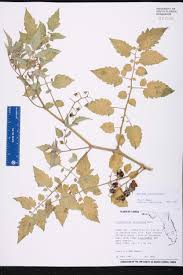 Attēlu rezultāti vaicājumam “Lycopersicon esculentum leaf”