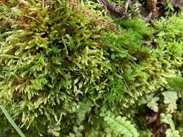 Attēlu rezultāti vaicājumam “Acrocarpous mosses”