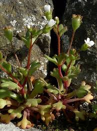 Attēlu rezultāti vaicājumam “Saxifraga tridactylites flower”