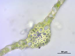 Attēlu rezultāti vaicājumam “Pohlia wahlenbergii macro”