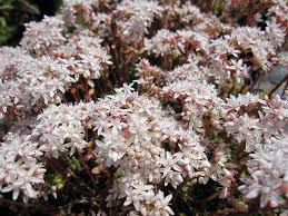Image result for Sedum album `Coral Carpet`