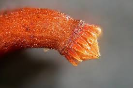 Attēlu rezultāti vaicājumam “Callicladium haldanianum”