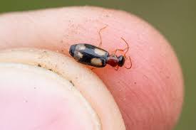 Attēlu rezultāti vaicājumam “Dromius quadrimaculatus”